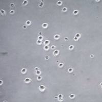 默克Merck Jurkat JE6.1 NF-kB::eGFP hTLR4 (human Toll-like Receptor 4) Cell Line