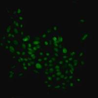 默克Merck mEERL Mouse E6/E7/hRas Oropharynx Epithelial Luciferase Cell Line