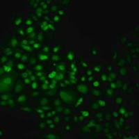 默克Merck mEER Mouse E6/E7/hRas Oropharynx Epithelial Cell Line