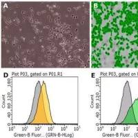默克Merck MNK-3 Mouse Innate Lymphoid Cell Line