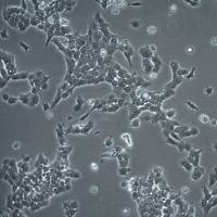  默克Merck Mouse mammary tumor cell line TUBO