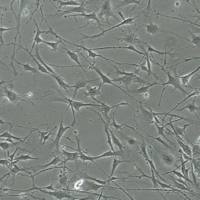 默克Merck YUMM1.3 Mouse Melanoma Cell Line