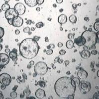 3dGRO® Pancreatic Organoids (PPTO.80)