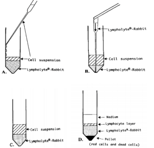 CL5050  Lympholyte-Rabbit兔淋巴细胞