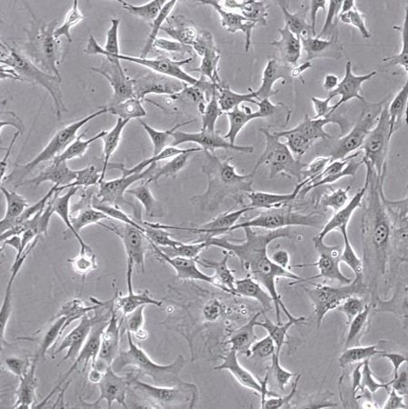 默克Merck YUMM4.1 Mouse Melanoma Cell Line