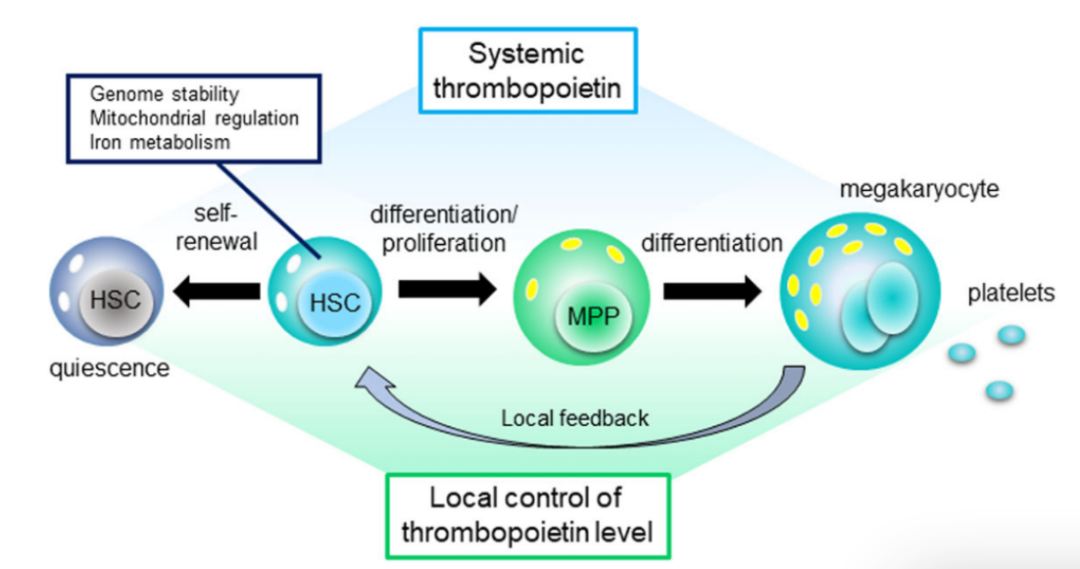 新品速递 | 重组人TPO蛋白震撼上市!精准调控造血,解锁干细胞培养新维度-同立海源