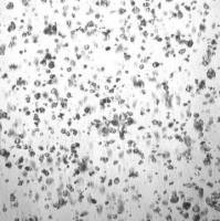 3dGRO® Colorectal Organoids (POP.092.G2)