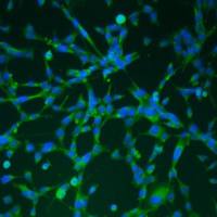 默克Merck YUMM3.2 Mouse Melanoma Cell Line