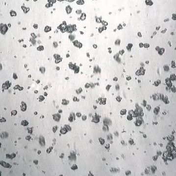 3dGRO® Pancreatic Organoids (PPTO.93)