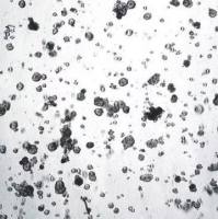 3dGRO® Colorectal Organoids (POP.141.G2)