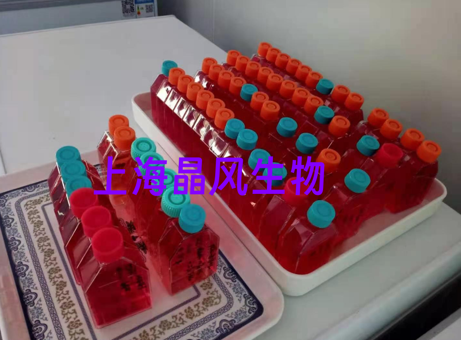 YMB-1/GFP (带绿色荧光)ATCC