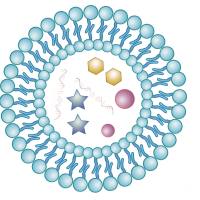 脂质体包裹泊沙康唑 Liposome@Noxafil