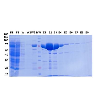 Danio rerio (Zebrafish) smndc1 重组蛋白表达 普健