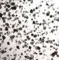 3dGRO® Colorectal Organoids (CSC.171L.G1)