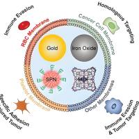 碳酸钙纳米颗粒包裹VEGF-C siRNA   VEGF-C siRNA@CaCO3 NPs