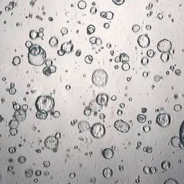 3dGRO® Pancreatic Organoids (OCIP.174)