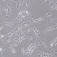 默克Merck YUMM2.1 Mouse Melanoma Cell Line