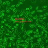 大鼠肾小球系膜细胞HBZY1武汉期货/GFP (带绿色荧光)ATCC