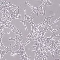 默克Merck YUMM3.3 Mouse Melanoma Cell Line