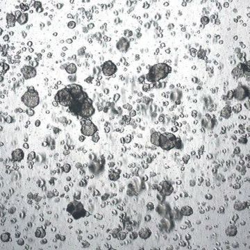 3dGRO® Colorectal Organoids (POP.066.G4)