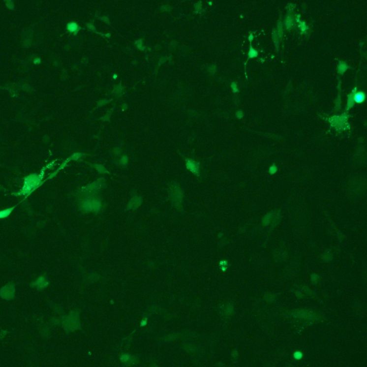 小鼠黑色素瘤细胞B16/GFP (带绿色荧光)ATCC
