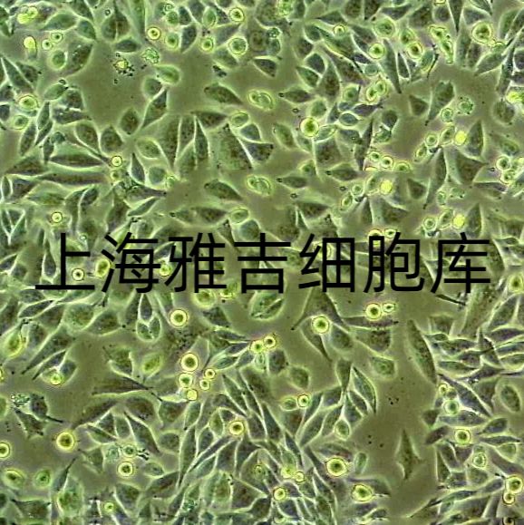 COV644/GFP (带绿色荧光)ATCC