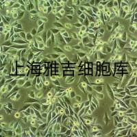 耳蜗鼓膜上皮细胞SV30160/GFP (带绿色荧光)ATCC