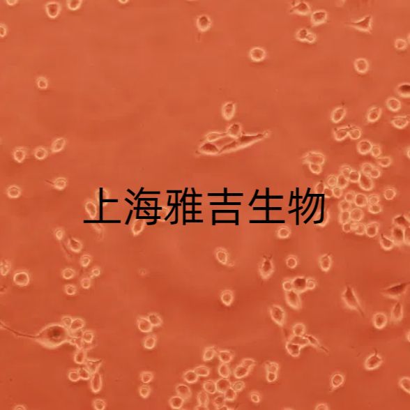 小鼠骨髓瘤细胞P3NSI1Ag41/GFP (带绿色荧光)ATCC