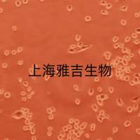 小鼠耳蜗毛细胞HEIOC1/GFP (带绿色荧光)ATCC