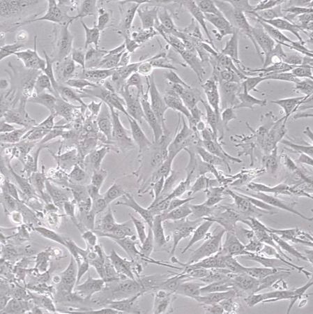 默克Merck YUMM5.2 Mouse Melanoma Cell Line