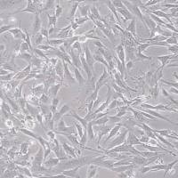 默克Merck YUMM5.2 Mouse Melanoma Cell Line