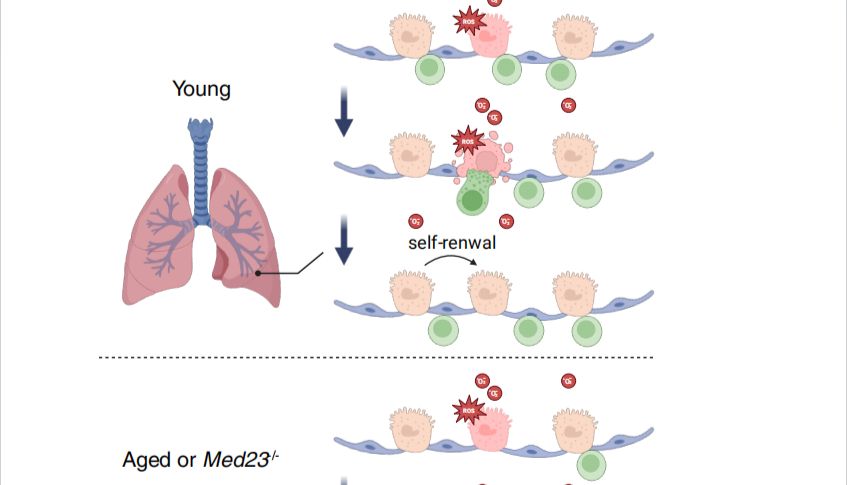 刘小龙组揭示 CD103+ T 细胞在肺癌发生中的免疫监视作用