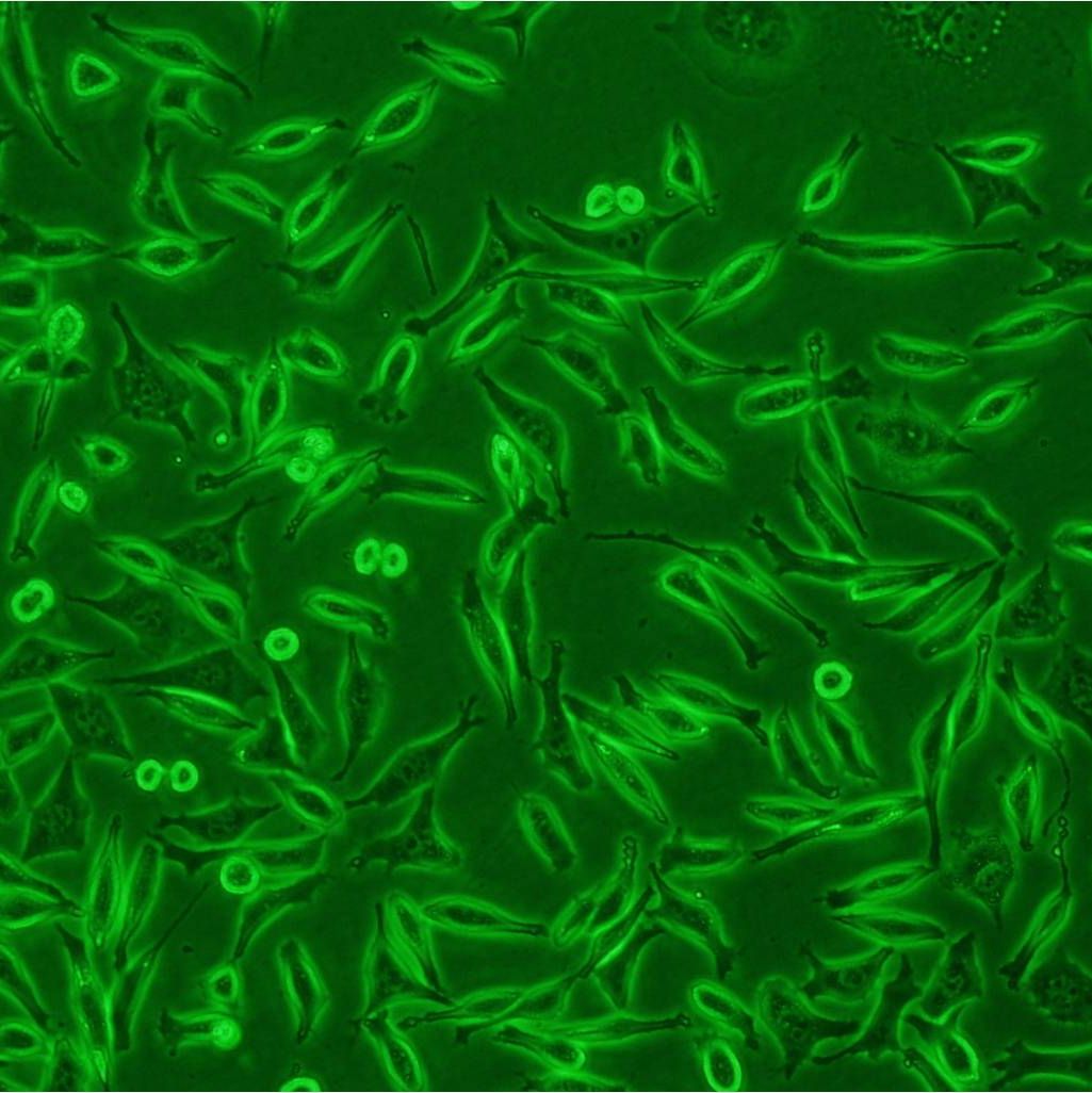 YMB-1/GFP (带绿色荧光)ATCC