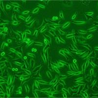 KOSC-2cl3-43/GFP (带绿色荧光)ATCC