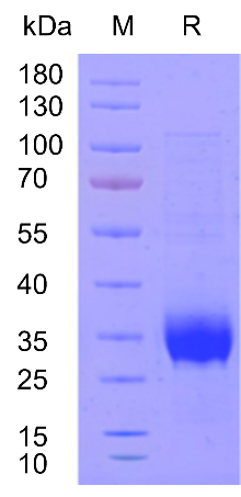 同立海源新品速递 | 重组人TPO蛋白震撼上市!精准调控造血,解锁干细胞培养新维度