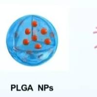 聚乳酸-羟基乙酸共聚物纳米颗粒包裹吡柔比星和甲氨蝶呤 MTX/THP@PLGA