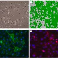 默克Merck YUMM1.4 BrafV600E/wt Pten-/- Cdkn2-/-