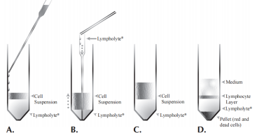 CL5030  Lympholyte-M小鼠淋巴细胞分离液 