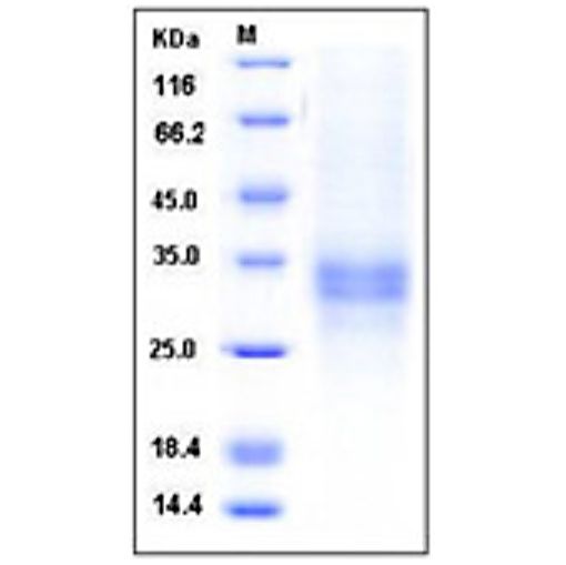 重组人 TNFR1/CD120a 蛋白