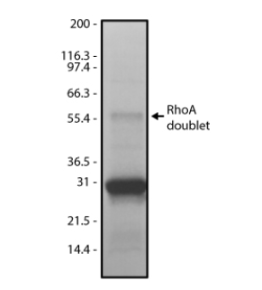 限时促销!Cytoskeleton明星产品直降15%,助您科研加速!