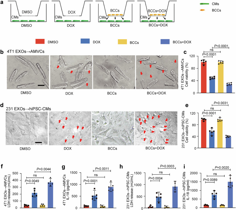 细胞共培养 细胞共培养