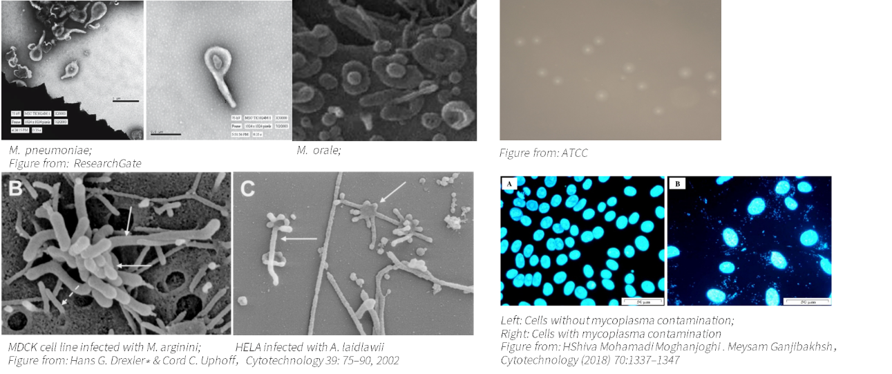 支原体污染：实验室的隐形威胁与翌圣生物的全方位解决方案