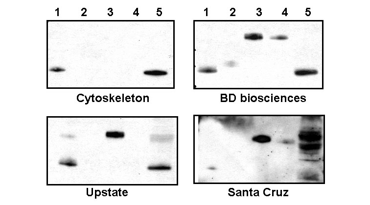 限时促销!Cytoskeleton明星产品直降15%,助您科研加速!