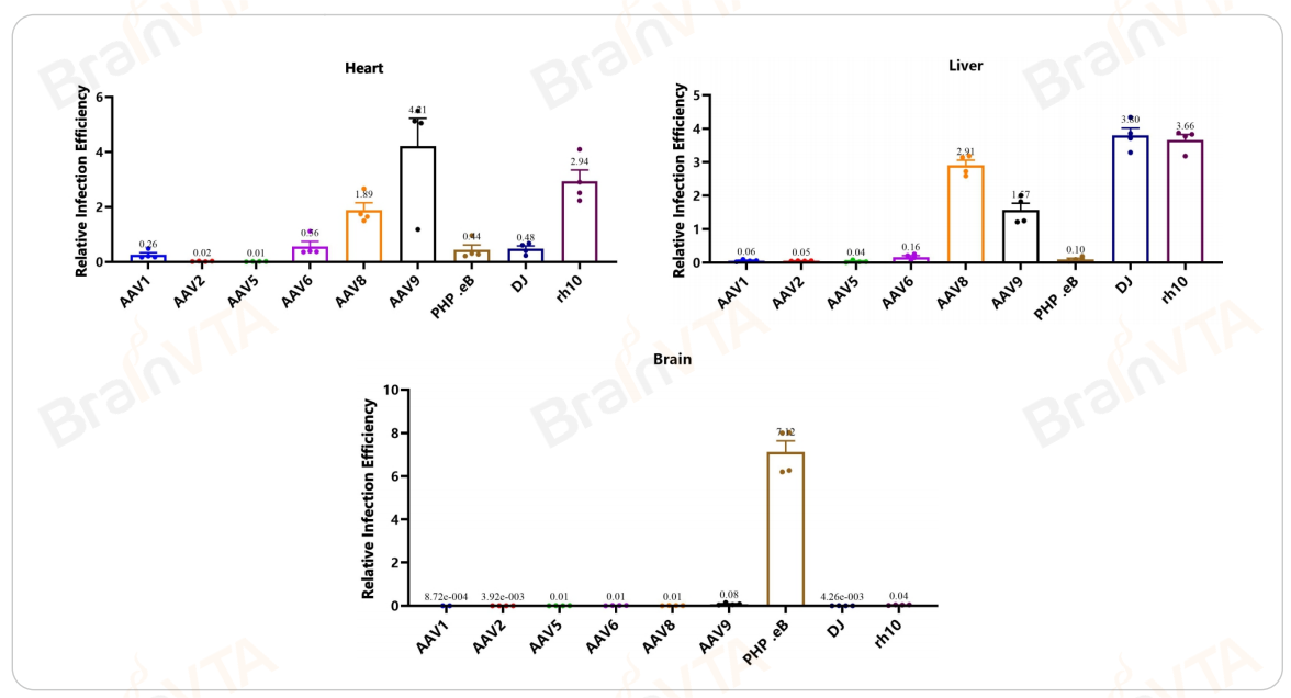 AAV-Barcode快速筛选病毒定制服务（qPCR法筛选）