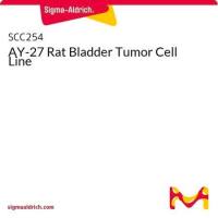 AY-27 Rat Bladder Tumor Cell Line