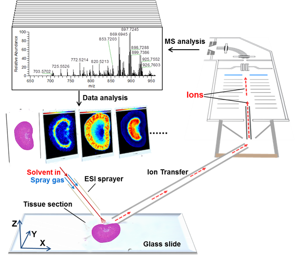 空间分辨代谢组学技术