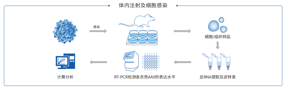 AAV-Barcode快速筛选病毒定制服务（qPCR法筛选）