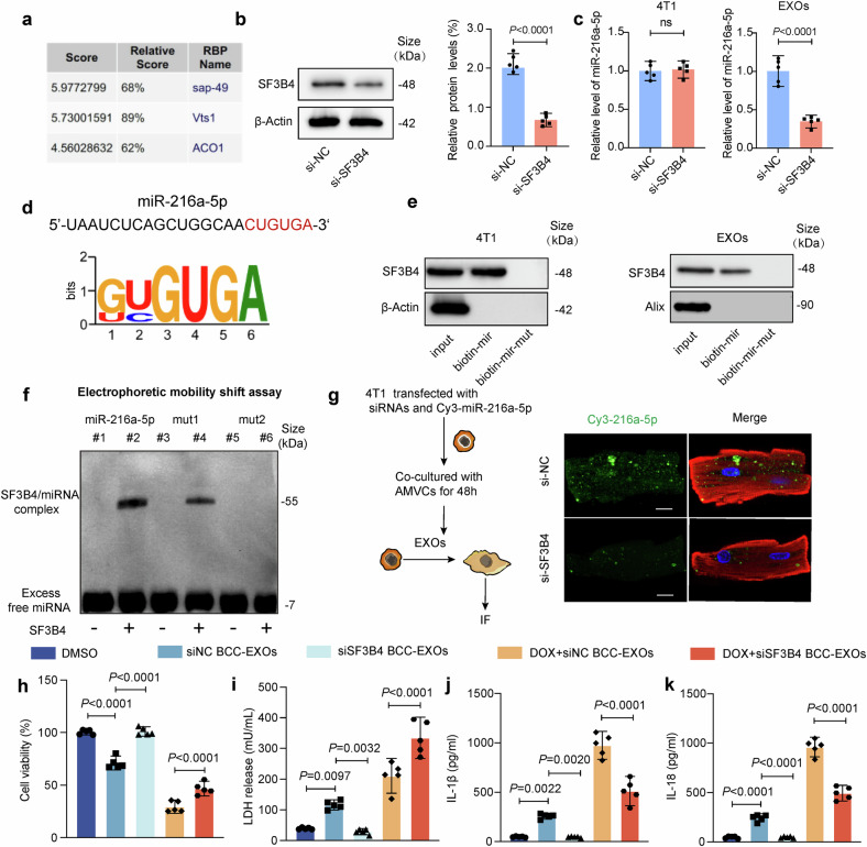 外泌体技术服务 外泌体技术服务