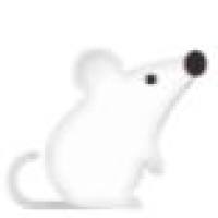 lewis肺癌自发肺转移模型