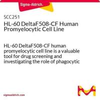 默克Merck F508-CF Promyelocytic Cell Line (CRISPR edited HL-60 cell line)